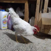 دوخروس محلی سفید و سیاه هردو کردی خروس سفید