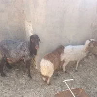 یک عدد شیشک با یه میش بره