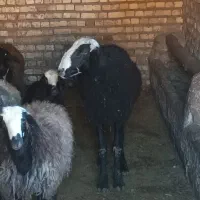 گوسفند