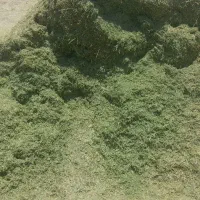 یونجه سبز شلیف گرفته اماده کیلویی ۳۸