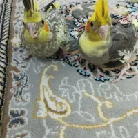 جوجه عروس هلندی