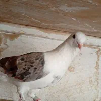 یه جفت کبوتر کفتر