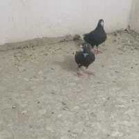 پرنده