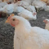 فروش20هزارمترمرغداری6هزارتایی گوشتی درزاویه کد5752