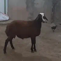 بره قوچ افشار یک