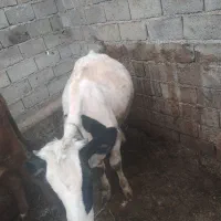 گاومیش