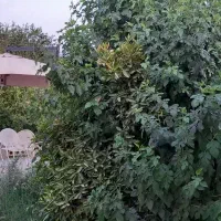مشاوربهرامی-فروش-زمین-باغ500مترشهرک-پیروزی-کد19306