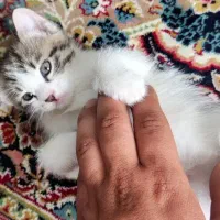 واگذاری گربه خانگی