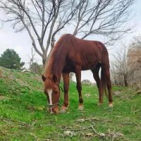 اسب نر ۲/۵ ساله