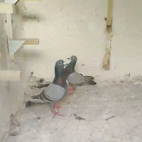 پرنده