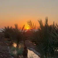 زمین پسته وخرما