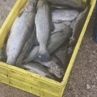 فروش ماهی قزل آلا و سالمون به صورت عمده