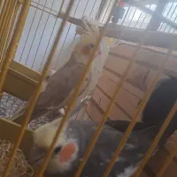عروس هلندی تخم گذار