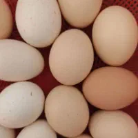 تخم مرغ نطفه دار