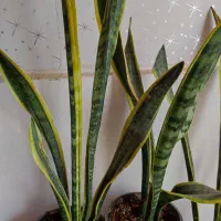 حراج سانسوریا ابلق