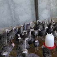 جوجه بوقلمون ۲ماهه