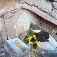 غاز محلی|حیوانات مزرعه|قزوین, |دیوار