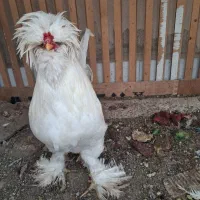 خروس|حیوانات مزرعه|اصفهان, رهنان|دیوار