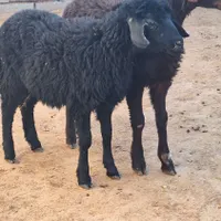 2 عدد بره افشاری