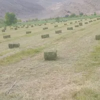 فروش یونجه پرس شده|خدمات باغبانی و درختکاری|خوی, |دیوار