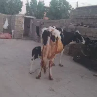گاو گوساله