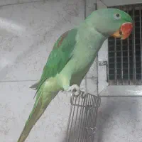 شاه طوطی شاه تخم