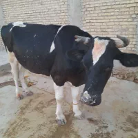 ماده گاو