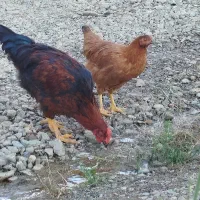 مرغ وخروس