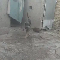 سگ پژدر|سگ|سردرود, |دیوار