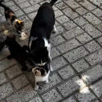 گربه و بچه گربه واگذاری رایگان