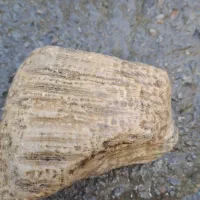 سنگ فسیلی