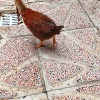 دو عدد جوجه یک خوروس و یک فره