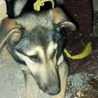 سگ ژرمن