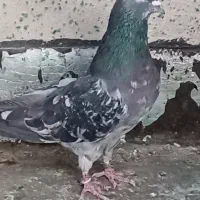 کبوترپرشی کاشونی  شکار