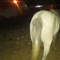یک جفت مادیان سواری شکم پر جوشش و اصیل