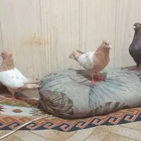 کبوتر