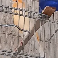قناری نر مست مست هزار