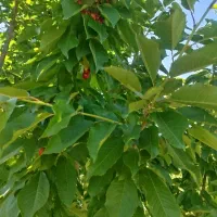 گیلاس|خوردنی و آشامیدنی|کلاترزان, |دیوار
