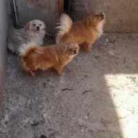 سگ پا کوتاه واگذاری