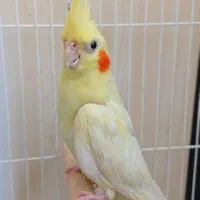 عروس هلندی نر شش ماهه جوان نیمه دست اموز