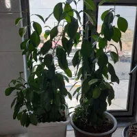 هدفون بلوتوثی