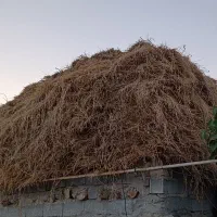 علوفه یونجه