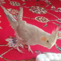 عروس هلندی