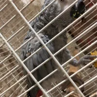 طوطی کاسکو