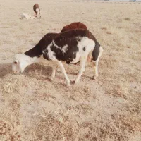 قوچ‌ وشیشک دودندان