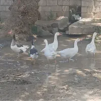 غاز