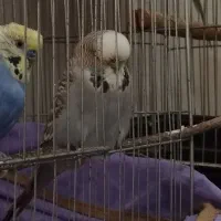 مرغ عشق انگلیسی ماده بالغ