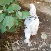 جوجه برهما سه ماه لایت/ بلک /قهوه ای/خروس لهستانی