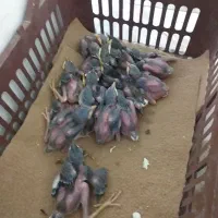 جوجه مینا