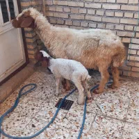 میش بره درجه یک بره نر زیرش شکم سوم